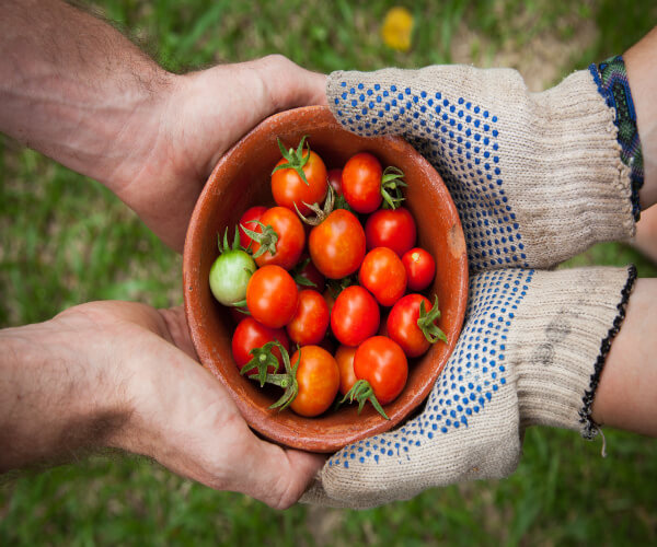 The DIY Guide to Your Restaurant’s Own Garden